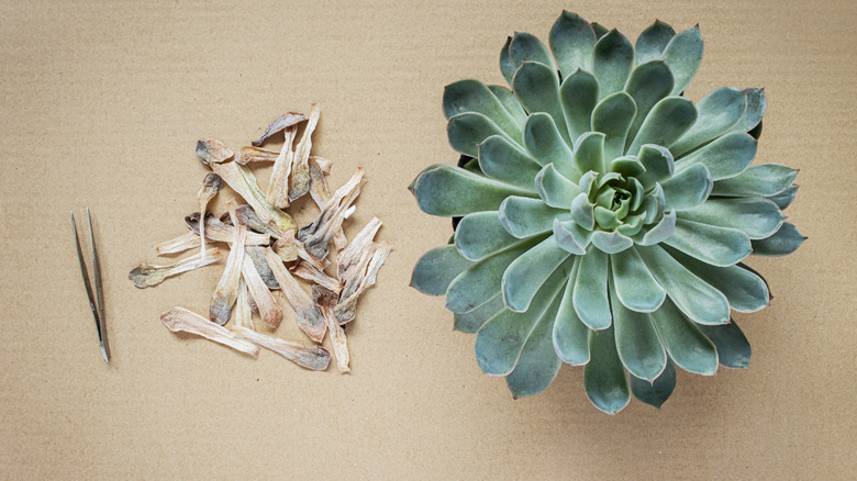 Removing dead leaves from a succulent