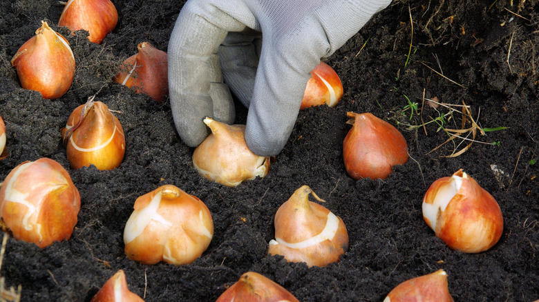 planting tulip bulbs