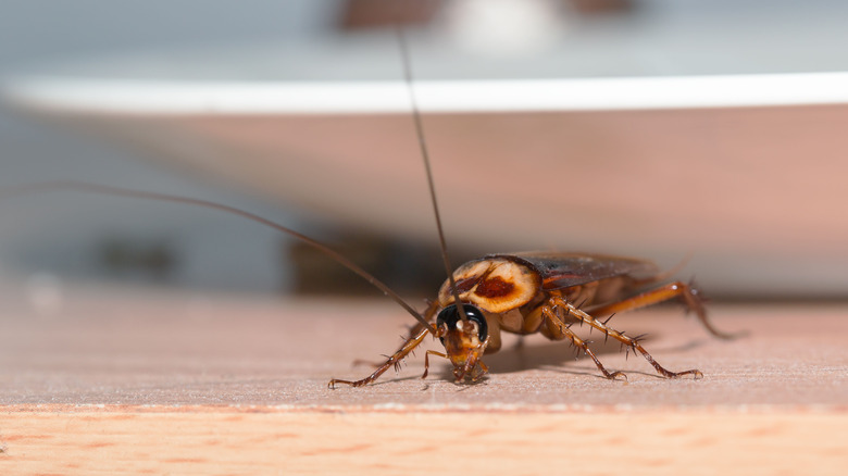cockroach on kitchen floor