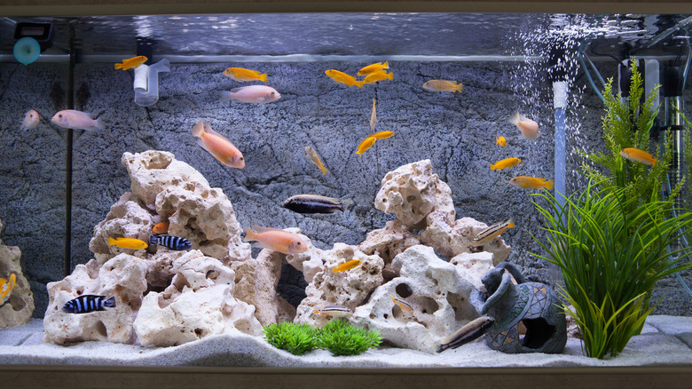 Large home aquarium