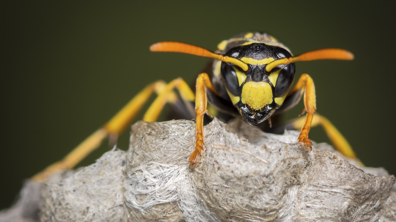 Wasp on nest 