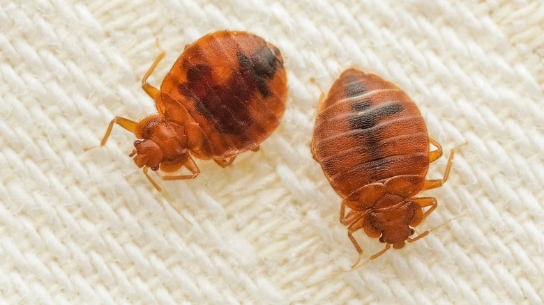 Bed bugs on sheet