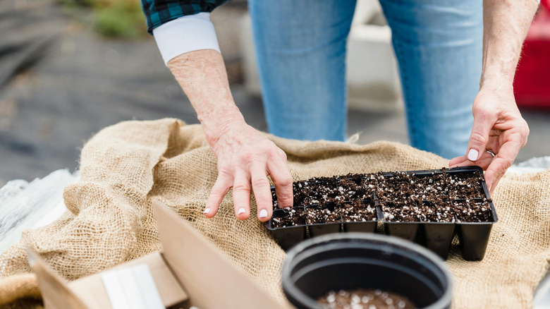 woman planting in plastic seed tray with fingers