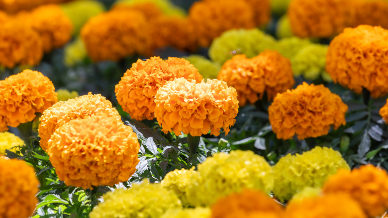 Yellow and orange African marigolds