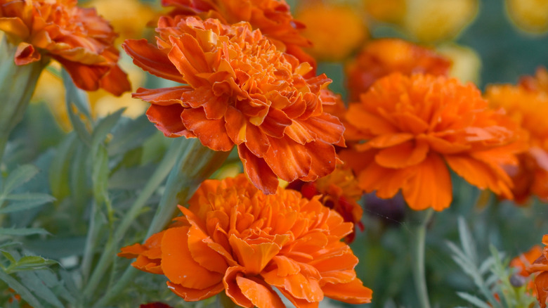 Close up of orange French marigold flowers