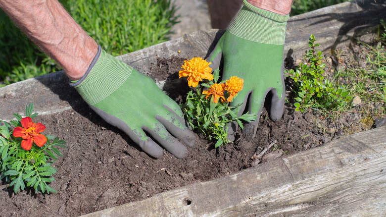 A gardener wearing gloves, planting marigolds in a garden bed