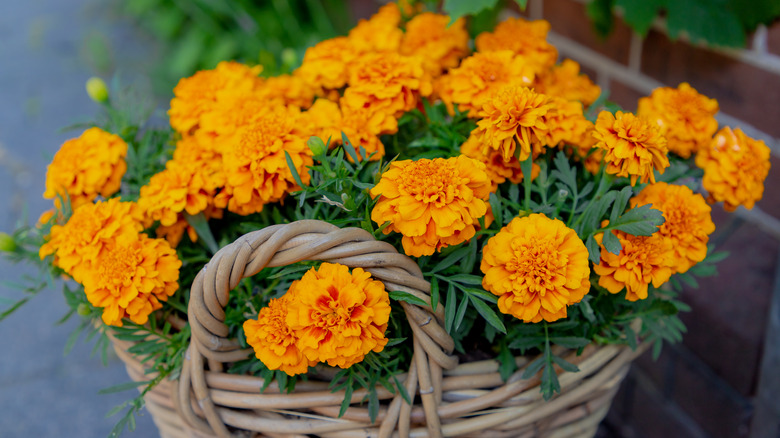 basket of Mexican marigolds