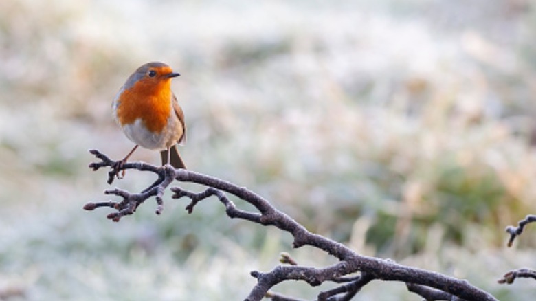 bird perched on branch