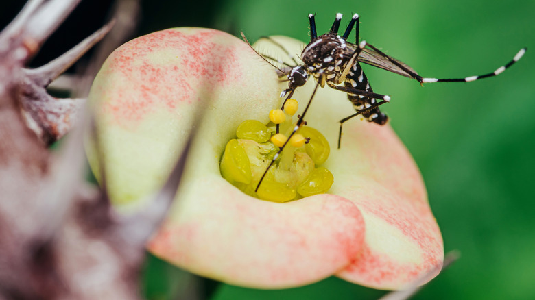 A mosquito foraging nectar from a Euphorbia flower