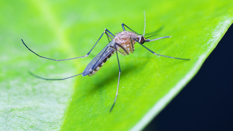 A mosquito on a plant leaf