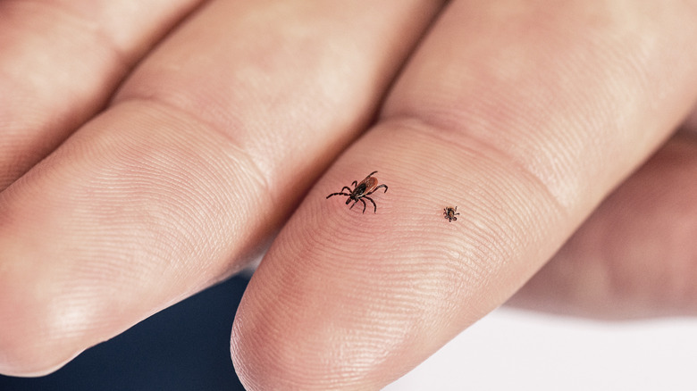 Person with two ticks on a finger