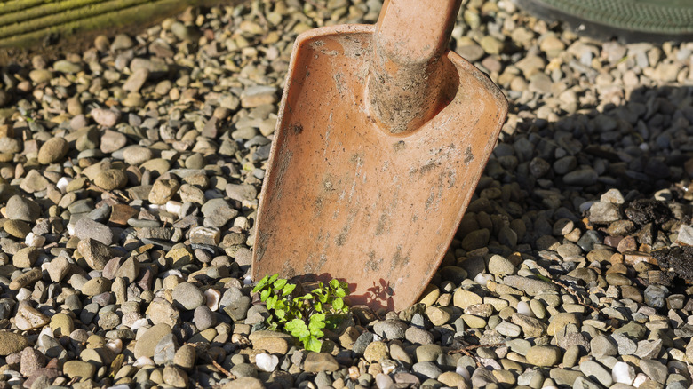 Digging weeds out of a gravel drive