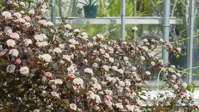 A large ninebark shrub growing outside a greenhouse