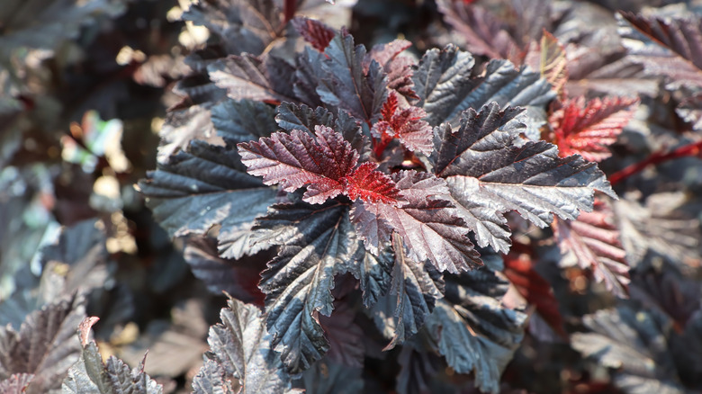 A small 'Summer Wine' ninebark shrub showing the colorful leaves