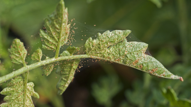 Spider mites in garden