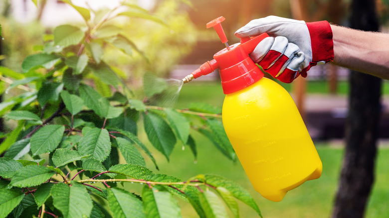 Person spraying plant