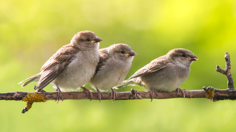 Birds eating grass seed