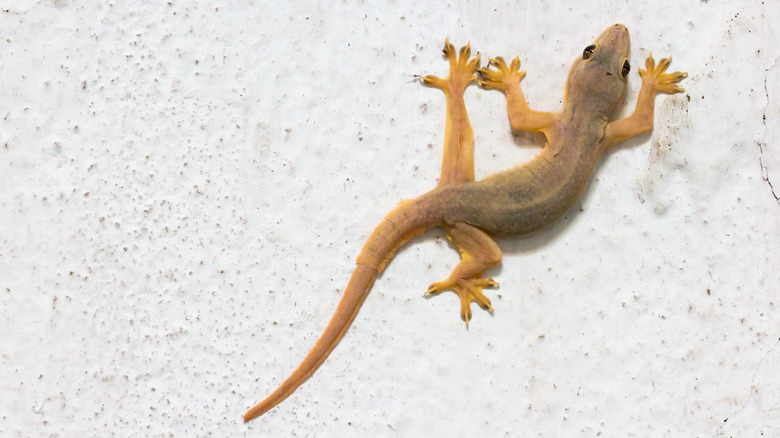 gecko crawling on white wall