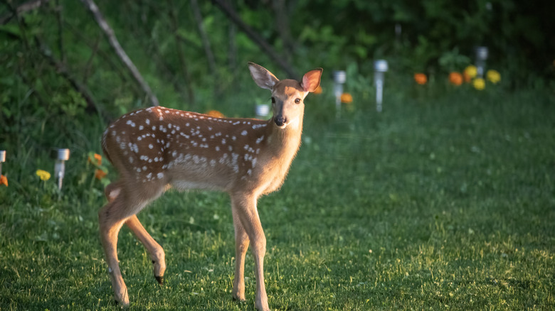 Deer in a garden