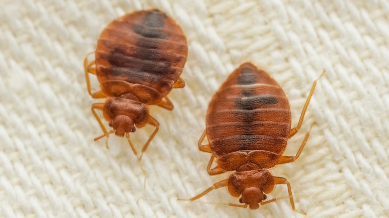 Two bed bugs on linen