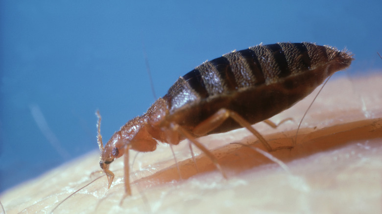 Close up of bed bug