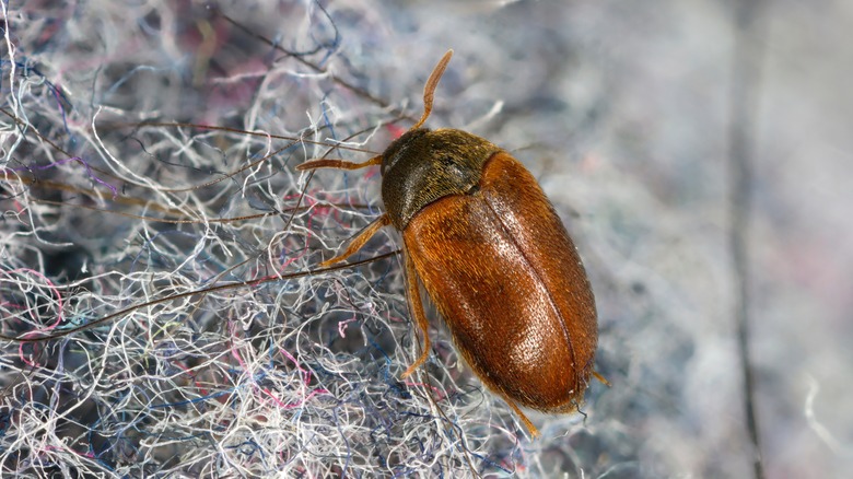 Carpet beetle on carpet