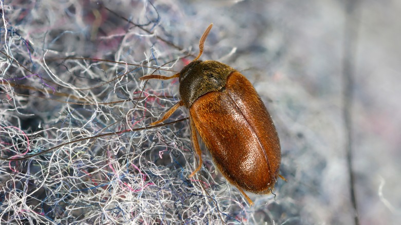 Can Salt Be Used To Get Rid Of Carpet Beetle Larvae?