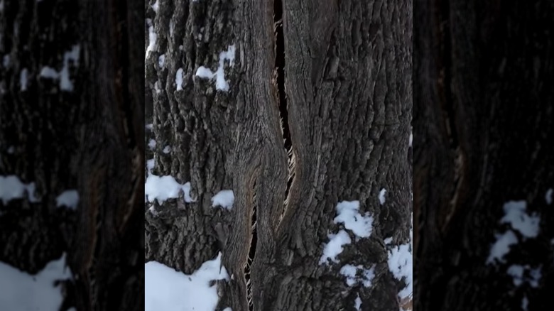 this tree cracked from temperatures below -30 degrees fahrenheit