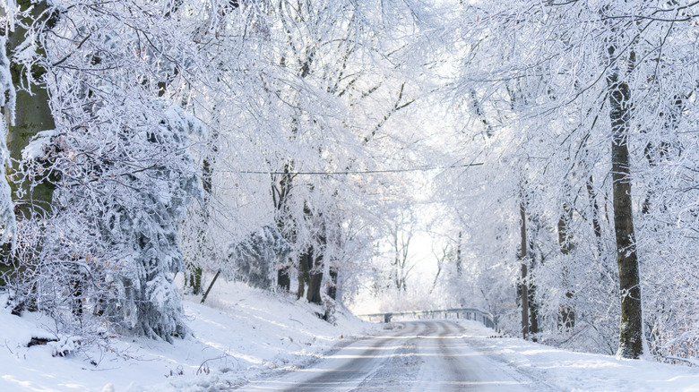 a cold winter scene of a road lined with snowy trees