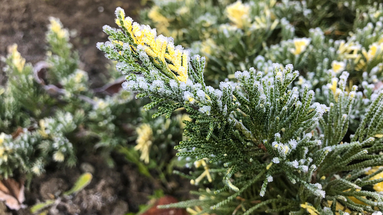 Frost covers a juniper tree branch's green needles
