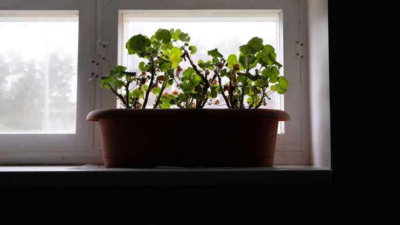 A potted pelargonium (geranium) plant overwinters in the garage.