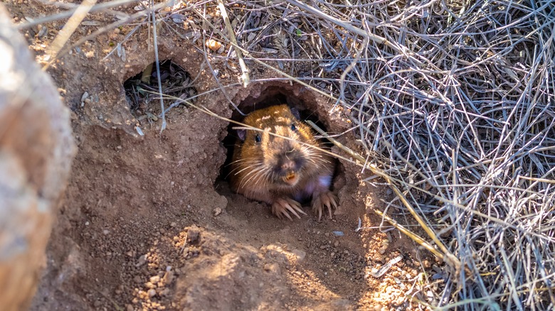 A gopher in its burrow hole viewed from above