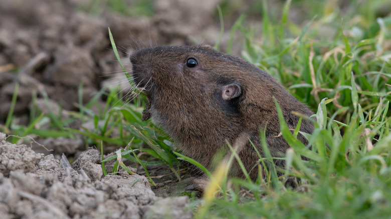 A pocket gopher peeking its head out from its burrow to eat grass