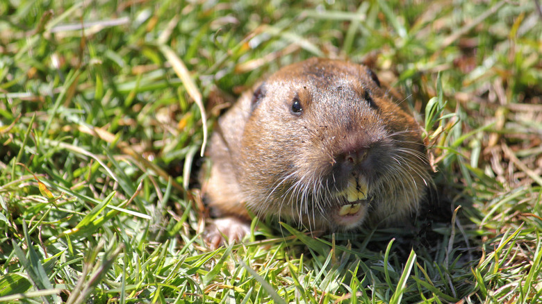 A pocket gopher popping out of a hole in the grassy ground