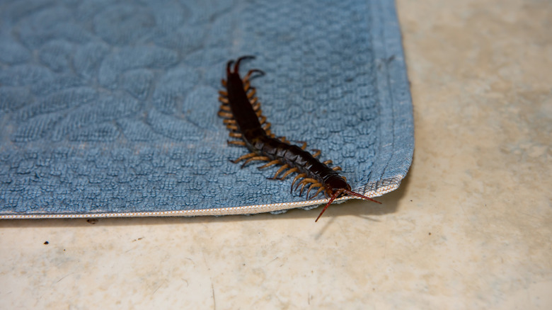 Centipede lurking on rug