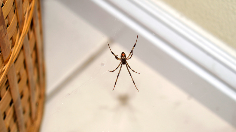 Spider hanging out in house near basket