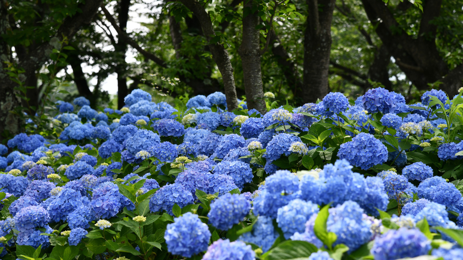Can This Common Tree Cause Your Hydrangea Blooms To Stay Blue?