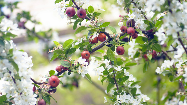 A close-up shot of a tree with fresh foliage and growing fruit