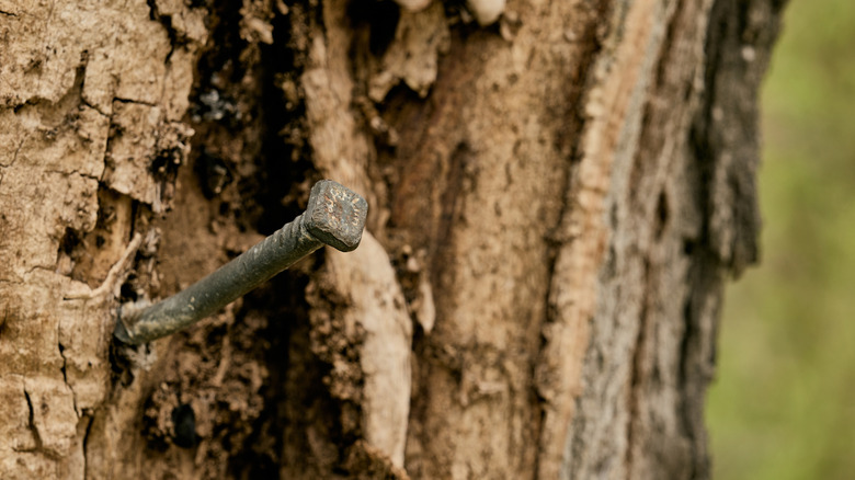 An iron nail inserted into tree bark