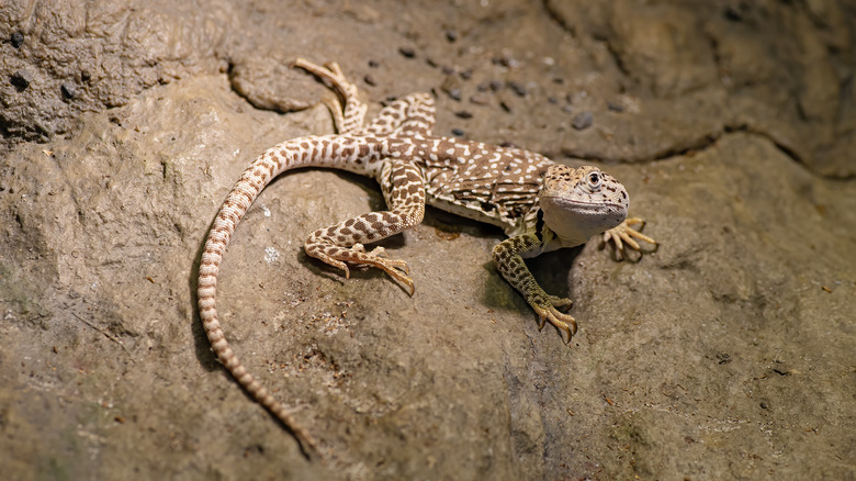 brown spotted lizard on rock