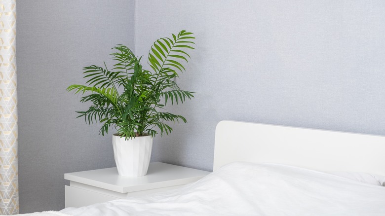 parlor palm next to bed