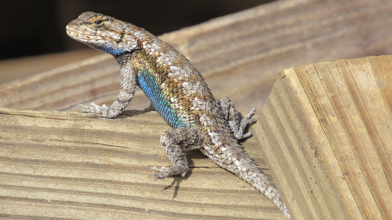 Lizard on a wood pile