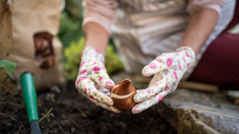 Gardener planting bulb into soil