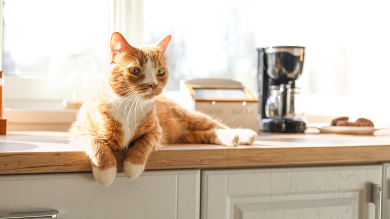 Orange cat lying on counter