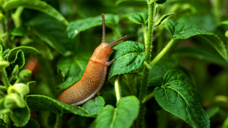 Slug consuming a plant.
