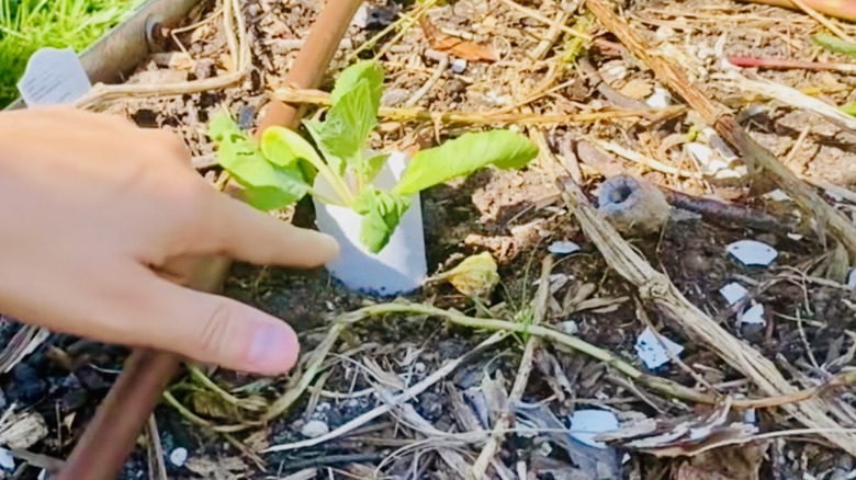 Gardener points to the plant collar she made fro a toilet paper roll to deter snails.