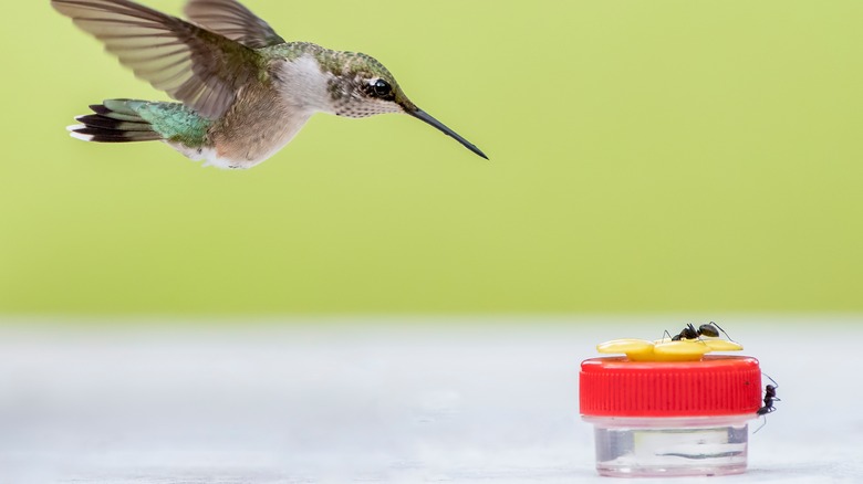 Hummingbird visiting feeder with ants