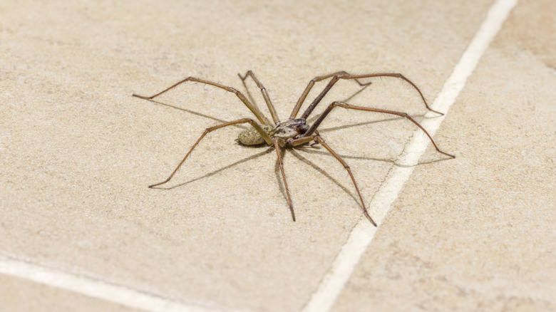 house spider on floor