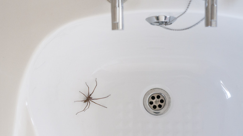 spider in sink