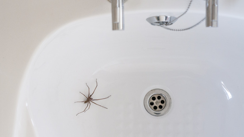 spider in sink